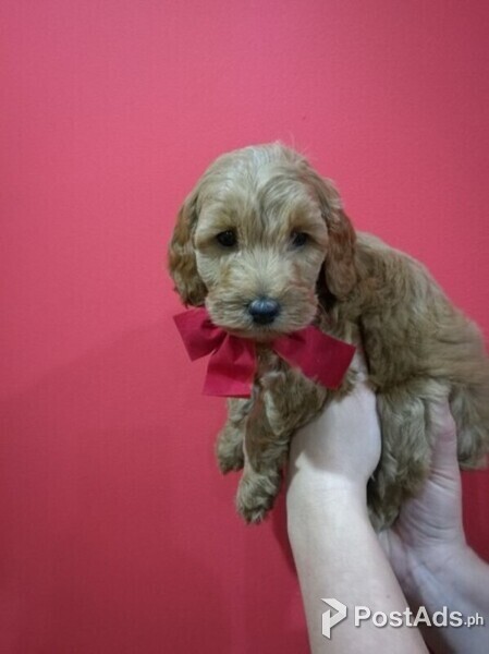 LABRADOODLE PUPPIES
