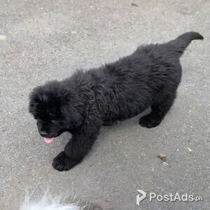 Newfoundland Puppies For Sale | PostAds PH
