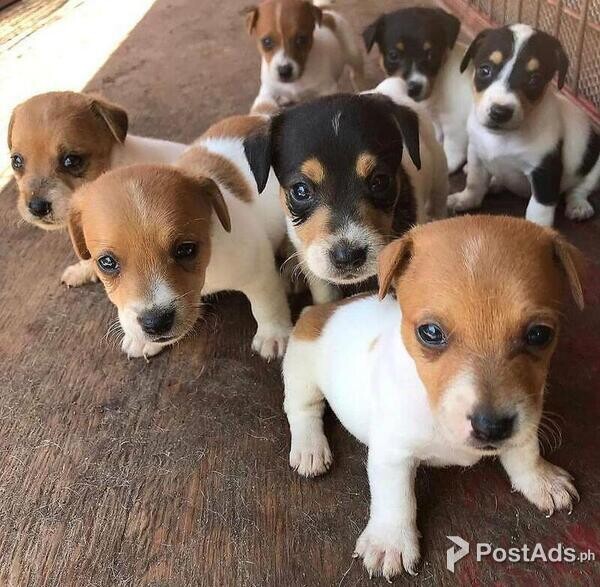 Adorable Jack Russell Puppies for sale
