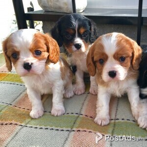 Cavalier King Charles Spaniel Pupies | PostAds PH