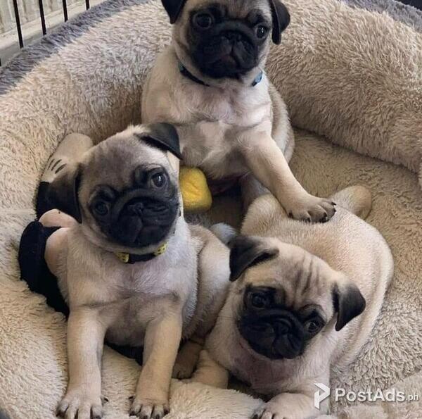 .Purebred Male and Female Pug Puppies