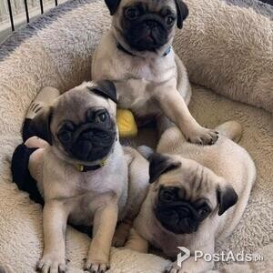 .Purebred Male and Female Pug Puppies | PostAds PH