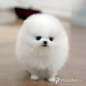 Sweet Teacup Pomeranian Puppies for sale | PostAds PH