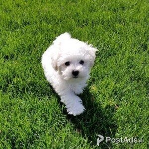 Bichon frise kc registered puppies Amazing | PostAds PH