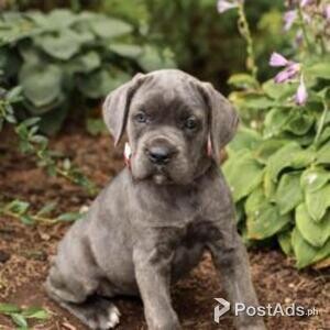 Amazing kc registered Cane Corso puppies | PostAds PH