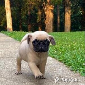 Amazing kc registered Pug puppies | PostAds PH