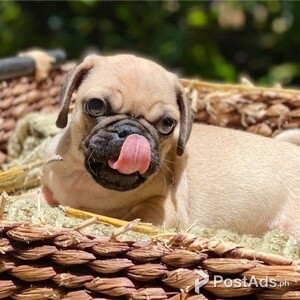 pug puppies ready to go now | PostAds PH
