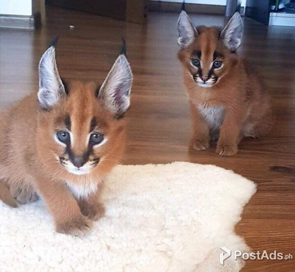 Serval Caracal Kittens As Pets Savannah Cats Caracal Hybrid