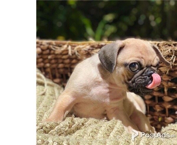 Nice pug puppy for sale