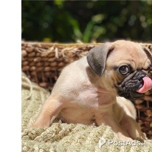 Nice pug puppy for sale | PostAds PH
