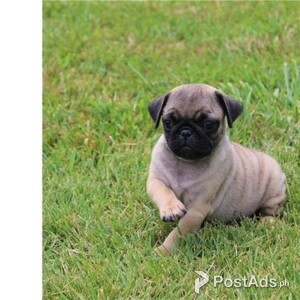 Awearsome pug puppies | PostAds PH