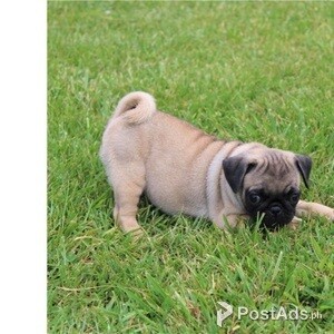 Gorgeous pug puppies | PostAds PH