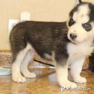 Sweet huskyPuppies | PostAds PH