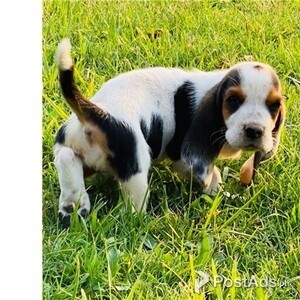 Beautiful Basse Houn Puppies For Sale | PostAds PH