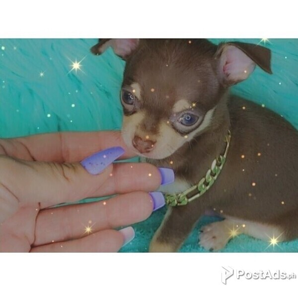 Healthy chihuahua Puppies available