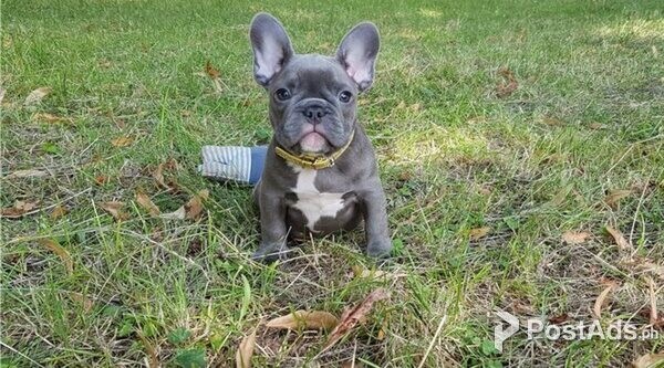 Energetic and Healthy french bulldog Puppies available