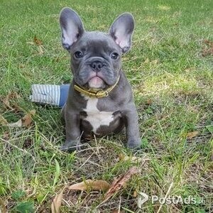 Energetic and Healthy french bulldog Puppies available | PostAds PH