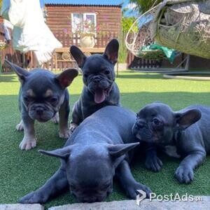 Beautiful Energetic french bulldog Puppies | PostAds PH