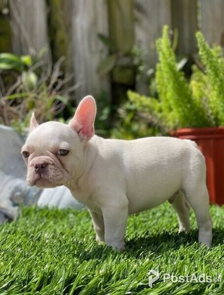 Smoke free home french bulldog Puppies 