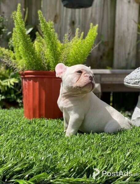 Healthy french bulldog Puppies available