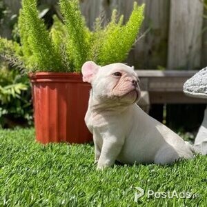 F bulldog Puppies | PostAds PH