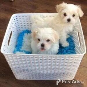 Stunning Maltipoo Dogs with all documents | PostAds PH
