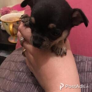 Chihuahua puppies | PostAds PH