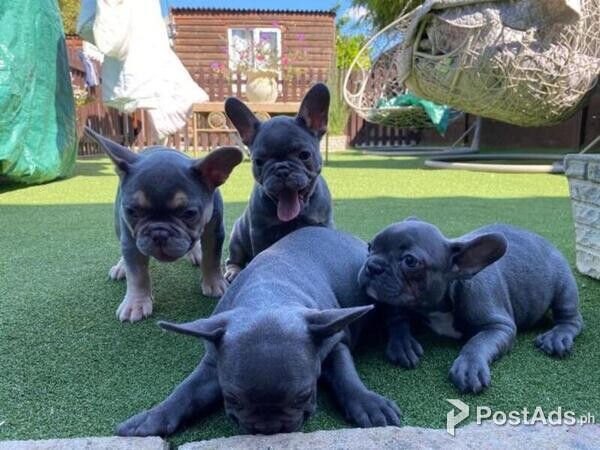 Blue French Bulldog Puppies