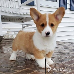 Beautiful Pembroke Welsh Corgi puppies | PostAds PH