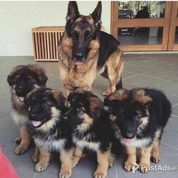  German Sherpherd puppies available.