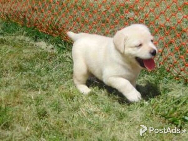 Nice Labrador Retriever puppies for sale
