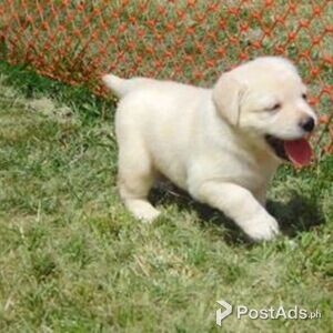 Nice Labrador Retriever puppies for sale | PostAds PH