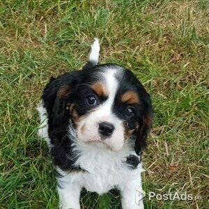 Beautiful cavalier puppies King Charles Spaniel. | PostAds PH