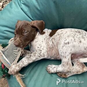 German Shorthair Pointer Puppies for sale | PostAds PH
