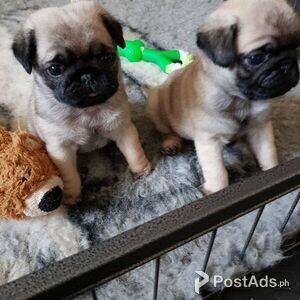 Kc Registered Pug Puppies for sale | PostAds PH
