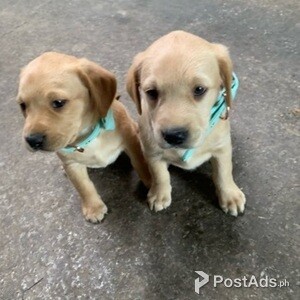 Well Trained Labrador Retriever Puppies For Sale | PostAds PH