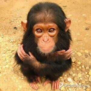 CHIMPANZEE available for sale. | PostAds PH