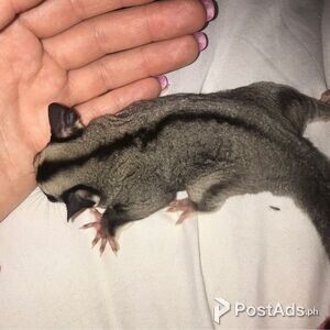 Sugar Gliders Male and female for sale | PostAds PH