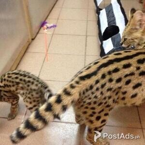 Beautiful Serval and F1 Savannah Kittens Available | PostAds PH