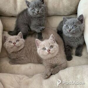 british shorthair kittens for adoption | PostAds PH