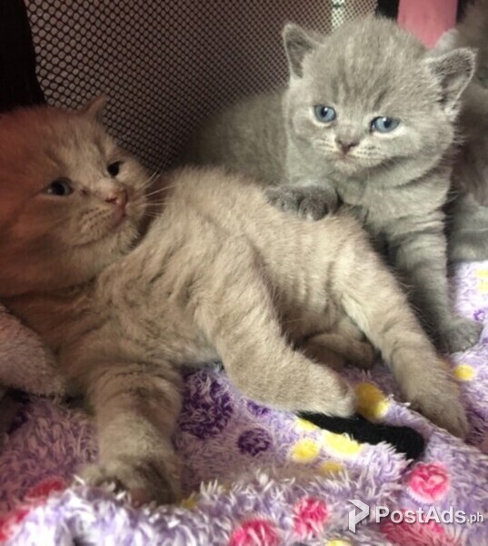 funky british kittens ready for new homes