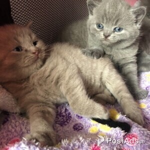 kittens for adoption | PostAds PH