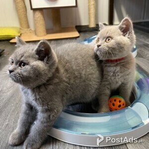 adorable kittens for adoption | PostAds PH