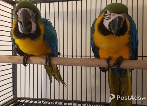 DNA papers 2 year old male Blue & Gold Macaw