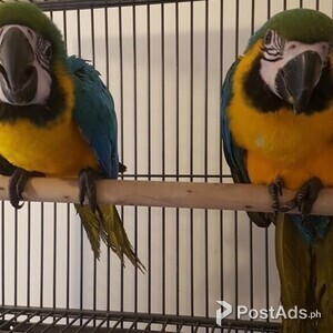 DNA papers 2 year old male Blue & Gold Macaw | PostAds PH