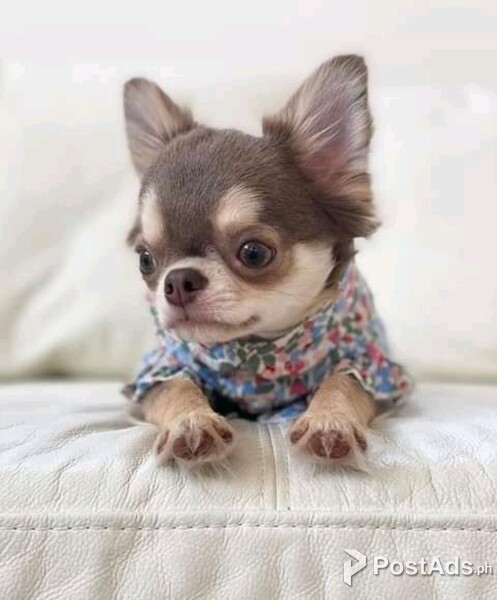 Our adorable little Chihuahua puppies