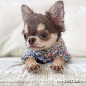 Our adorable little Chihuahua puppies | PostAds PH