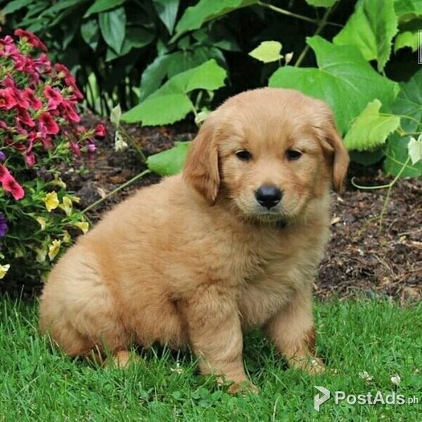 Golden Retriever Puppies
