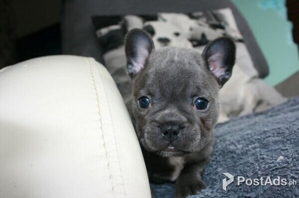 Beautiful Pedigree French Bulldog Puppies