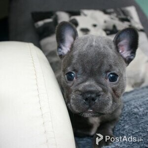 Beautiful Pedigree French Bulldog Puppies | PostAds PH